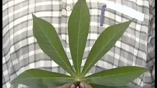 Cassava Brown Streak Disease (CBSD)