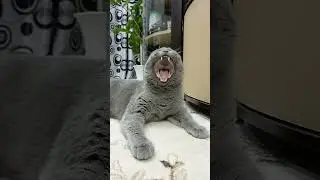 кот#cat #тайсон #vocals