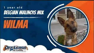 Belgian Malinois Mix 🐾Off leash Training | Best Dog Trainer | Reno, NV🐾