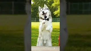 A husky comedian #husky #dogbreed #comedian