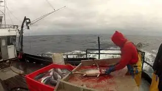 Gaffing a tuna