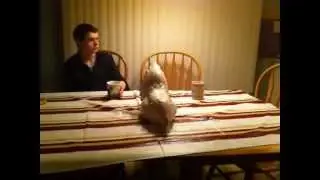 British and Gangster Tea Drinking