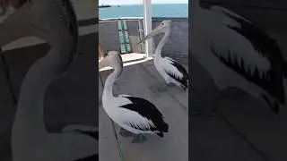 Pelicans waiting patiently for fish 🐟  at Whyalla Jetty, South Australia