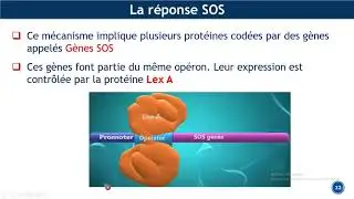 R&eacute;ponse SOS E coli