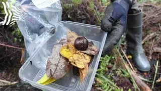 Mitchell's Rainforest Snail Surveys