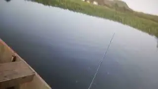 TRA&Iacute;RA GRANDE,pega com vara fraca,usada para tajabeco!!!