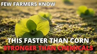 Fertilizer That Grows on Water? The Infinite Compost That Needs No Soil.