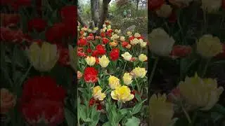 DM - Introduction & Toccata In G Major - Walond - Devon Hollingsworth At Home