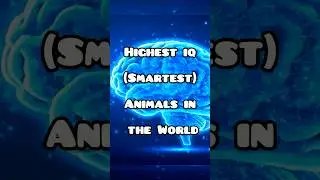 Top 20 highest IQ (smartest) animals in the world #nature #high #animals #top20 #top #facts #grok