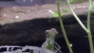 Dragonfly, Nymph hunts daphnia. Libellenlarve jagt Wasserfl&ouml;he
