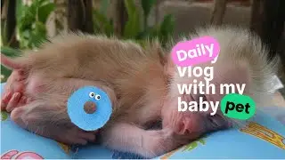 Tiny Monkey Falls Asleep Just Like a Baby #monkey #babymonkey #cute