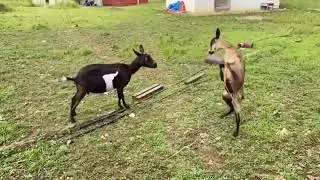 🐐The First Meeting of Two Female Goats 💕~ Playing or Fighting?🤣