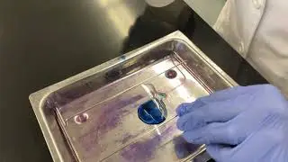 Lab 12 malachite green rinse and safranin drops