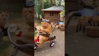 &ldquo;Cycling Cat vs Fox Village: Chori Masti & Final Pakda Gaya!&rdquo; #cat #funny #animals #cute