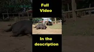 Animals Sounds   Wild Animals   Yak,Deer,Pufferfish#Shorts