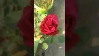 roses roses all the way