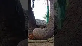 How Do ELEPHANT TRUNKS Work? #shorts #elephant #elephants