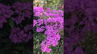 SP Singh Bogenvilla #kannur #gardendesign #landscape #bogenvilla #nursery #cheap #budget #garden