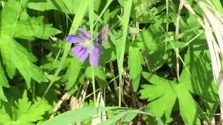 カラフトルリシジミAgriades optilete /Albulina optilete /Vacciniina optilete北海道鹿追町2017/07/22butterfly of Japan