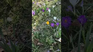 #crocus #flowers #spring