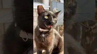 Feral Cat Interrogation