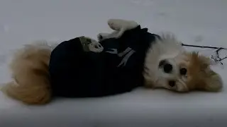Malfunction! Corgi rolling in snow (@sebastianthecorgi)