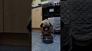 Cleaning the Bowl #dog #pug #pets