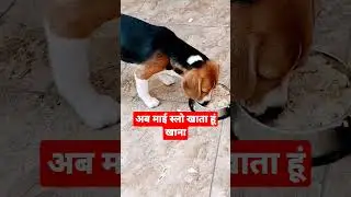 slow eating speed now#beaglepuppy #cute #beagle #youtubeshorts #viralshorts#shorts
