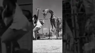 Don't touch angry giraffe.
