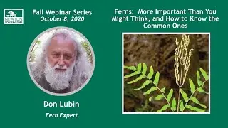 Ferns:  More Important Than You Might Think and How to Know the Common Ones
