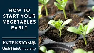 How to Start Your Vegetables Early