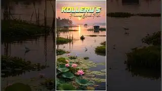 Kolleru Lake&rsquo;s Famous Black Fish 🐟 | Village Fishing Life at Sunrise 🌅 | Amigos IAS Academy