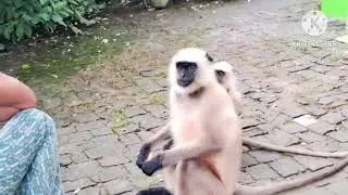 Animal hanuman monkey 🐒 #kindly giv dry fud biskit