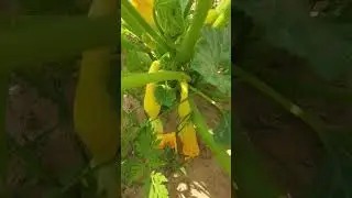 it's that time again-yellow crookneck squash #garden #food #country #georgestrait #squash #gardening