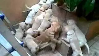 Cachorra desmamando seus filhotes