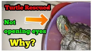 Turtle Rescued - Turtle not opening eyes | New Member in the family