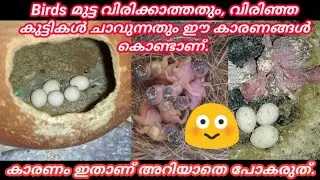 Birds Breeding Tips Malayalam, ഈ കാരണങ്ങൾ കൊണ്ടാണ് കിളികൾ മുട്ട വിരിക്കാത്തത്,