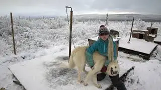Meet all 17 of my sled dogs!