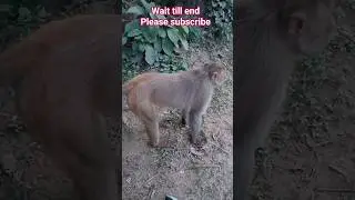 Danger Monkey | cute monkeys | fun with monkey | angry monkey | animals | animal lover | hanuman