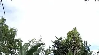 Monday December 29,2025 going to reap roots in my jungle of rural Jamaica 🇯🇲.