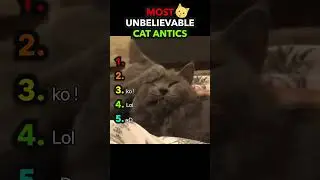 Most Unbelievable & Funniest Cat Antics Ever! 😹 #cat