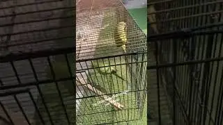 Cheap and Healthy Birds Available | Birds Market Vlog Pakistan #birds #birdsmarket