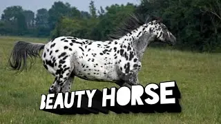 5 Facts About Knabstrupper Horses