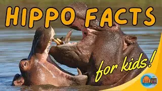 #animalfactsforkids Hippo Facts for Kids