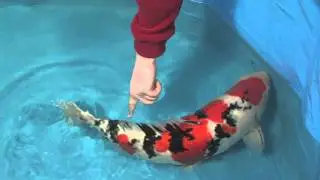 Elna-koi Festival part 1
