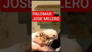 EN EL PALOMAR DE JOSE MELERO EN MARTOS (JAEN) #pigeon
