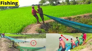Traditional Cast Net Fishing In Village | Boys Catching Fish in Big Pond By Use Village Net