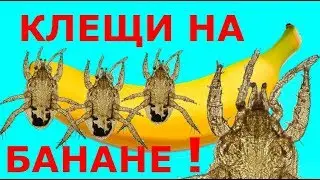 Внимание: Клещи Едят Бананы! А Вы?