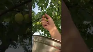 Wild plum #harvest #panenbuah #buahliar #wildfruit #harvesting #shorts