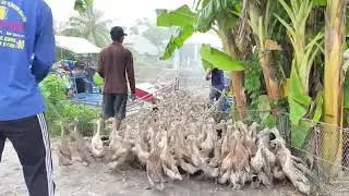 The Way to Transport 20,000 Ducks by Ship Will Surprise You
